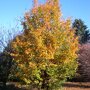 Parrotia persica